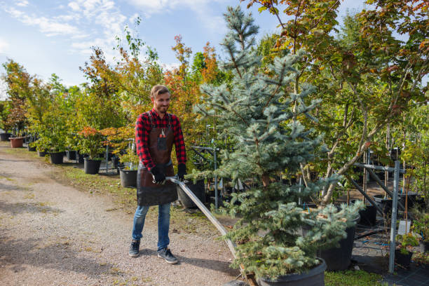 Best Tree Risk Assessment  in Kalona, IA