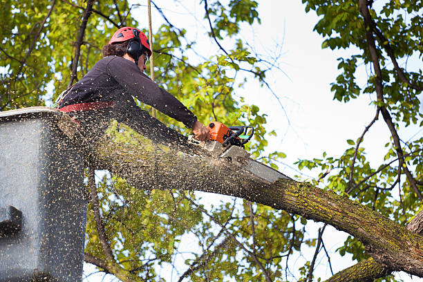 Best Tree and Shrub Care  in Kalona, IA